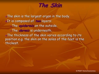 The Skin
The skin is the largest organ in the body.
It is composed of two layers:
The epidermis on the outside.
The dermis is underneath.
The thickness of the skin varies according to its
position e.g. the skin on the soles of the feet is the
thickest.
© PDST Home Economics
 