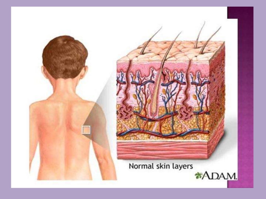 The skin