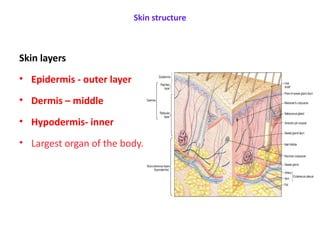 The Skin tissue engineering and its applications | PPTX