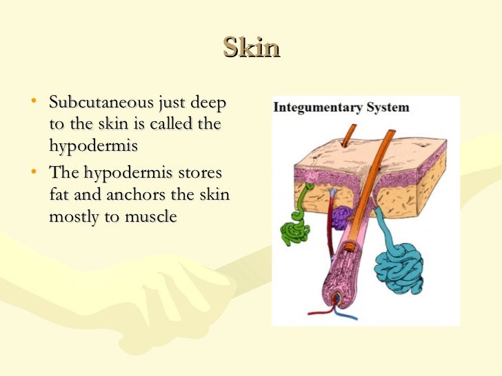 The skin presentation