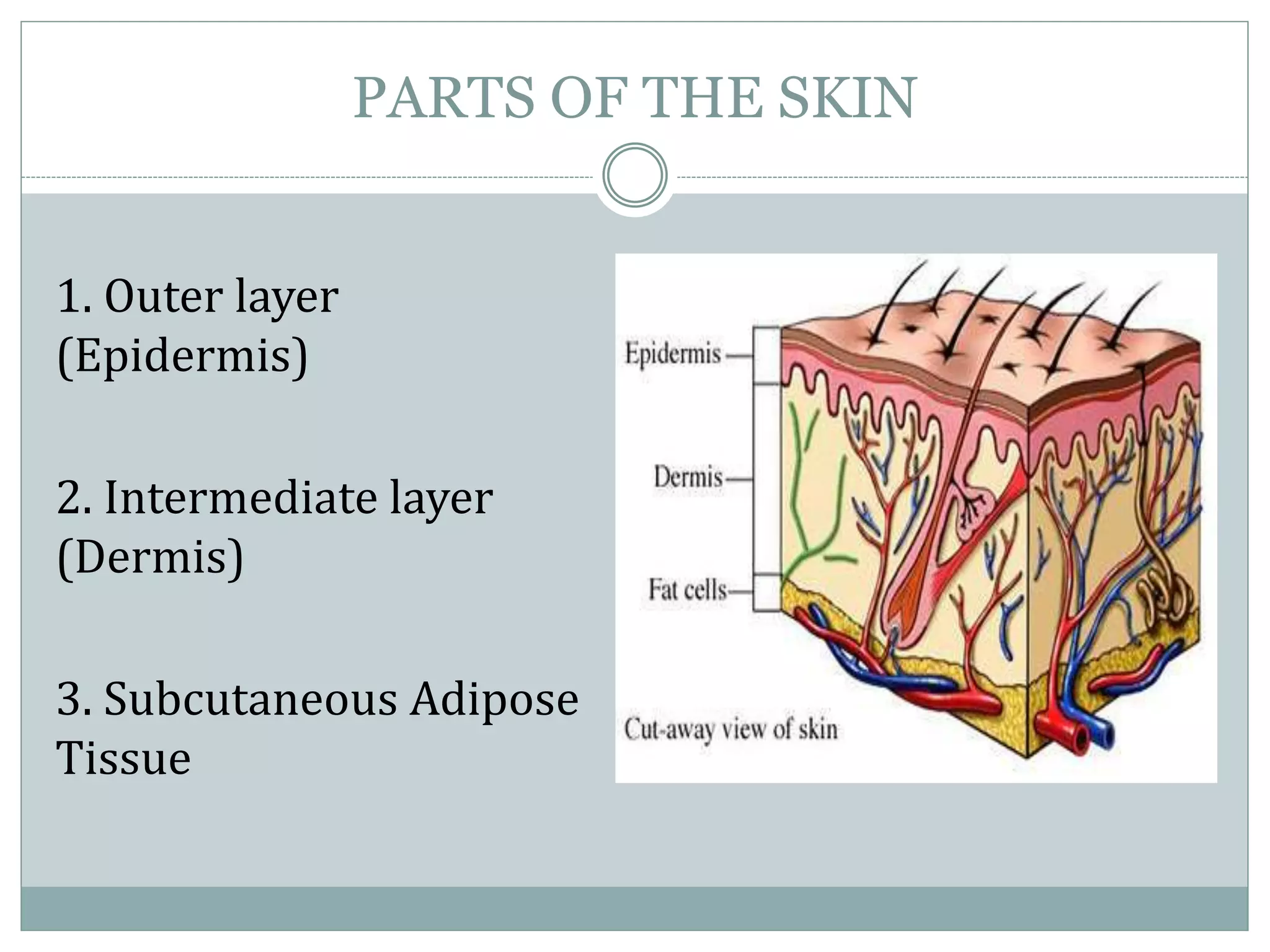 The Skin Senses (Its Parts and Sensory Functions) | PPTX