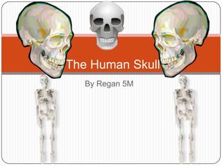 The Human Skull
   By Regan 5M
 