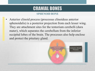 The skull bones anterior view | PDF