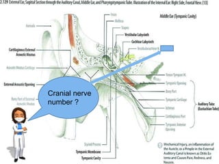 Cranial nerve
number ?
 