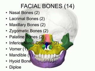 FACIAL BONES (14)
• Nasal Bones (2)
• Lacrimal Bones (2)
• Maxillary Bones (2)
• Zygomatic Bones (2)
• Palatine Bones (2)
• Inferior Nasal Conchae (2)
• Vomer (1)
• Mandible (1)
• Hyoid Bone
• Diploe
 