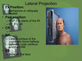 Lateral Projection
• Px Position:
– Semiprone or obliquely
seated
• Part position:
– MSP // to plane of the IR
– IPL ┴ to IR
• CR:
– ┴
• RP:
– Lateral surface of the
zygomatic bone halfway
between outer canthus
and the EAM
• SS:
– Bone of the face
 