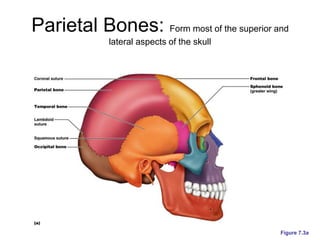 Parietal Ridge Skull the_skull_revised human anatomy ......ppt