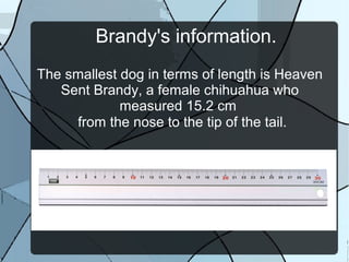 Brandy's information.
The smallest dog in terms of length is Heaven
Sent Brandy, a female chihuahua who
measured 15.2 cm
from the nose to the tip of the tail.
 
