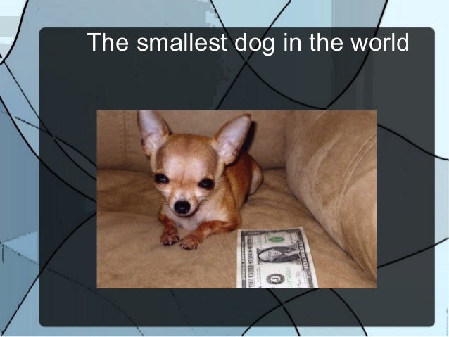 the smallest puppy in the world smallest in the world search results global news ini berita the smallest puppy in the world smallest in the world search results global news ini berita