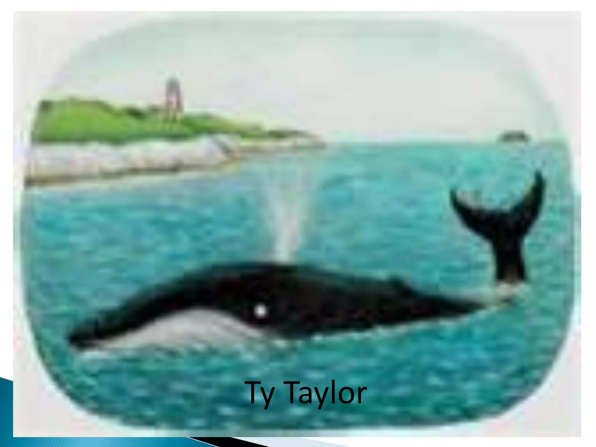 The Snail And The Whale | PPTX