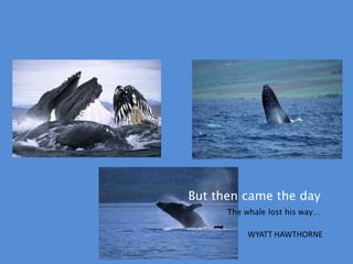  But then came the dayThe whale lost his way…