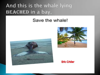 And this is the whale lying BEACHED in a bay,EEric Crider 