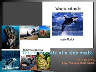 This is the tale of a tiny snailAnd a great big,gray-blue humpback whale.