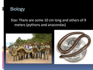 Biology
Size: There are some 10 cm long and others of 9
meters (pythons and anacondas)
 