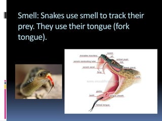 Smell: Snakes use smell to track their
prey. They use their tongue (fork
tongue).
 