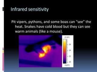 The snake by Juani S | PPTX