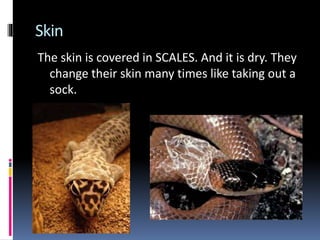 Skin
The skin is covered in SCALES. And it is dry. They
change their skin many times like taking out a
sock.
 