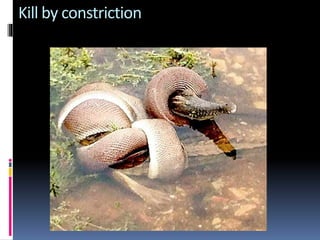 Kill by constriction
 