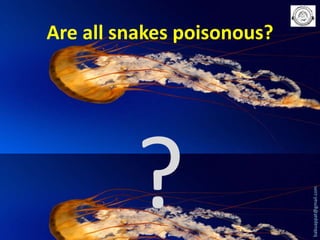 babuappat@gmail.com

Are all snakes poisonous?

 