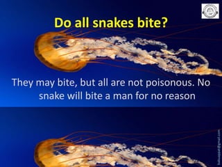 Do all snakes bite?

babuappat@gmail.com

They may bite, but all are not poisonous. No
snake will bite a man for no reason

 