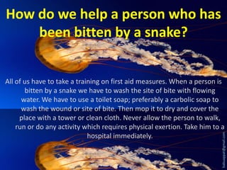 How do we help a person who has
been bitten by a snake?

babuappat@gmail.com

All of us have to take a training on first aid measures. When a person is
bitten by a snake we have to wash the site of bite with flowing
water. We have to use a toilet soap; preferably a carbolic soap to
wash the wound or site of bite. Then mop it to dry and cover the
place with a tower or clean cloth. Never allow the person to walk,
run or do any activity which requires physical exertion. Take him to a
hospital immediately.

 