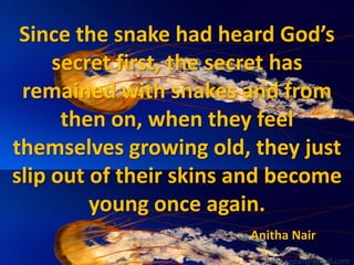 Since the snake had heard God’s
secret first, the secret has
remained with snakes and from
then on, when they feel
themselves growing old, they just
slip out of their skins and become
young once again.
Anitha Nair
babuappat@gmail.com

 