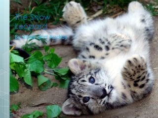 The Snow
Leopard
By Vicky and Audrey
 
