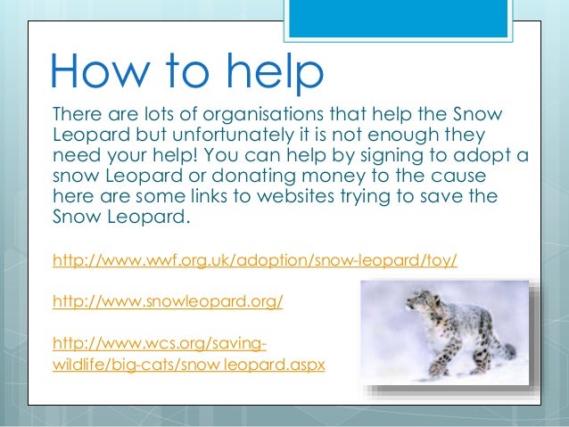 The Snow Leopard