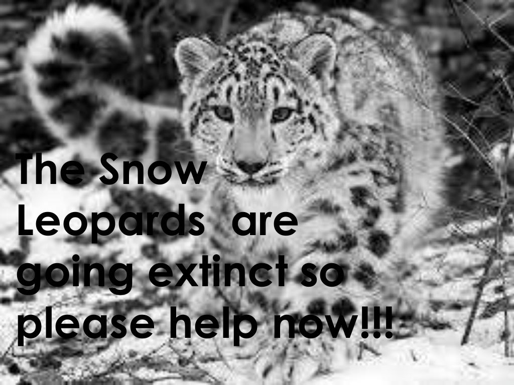 The Snow Leopard