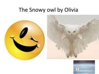 The Snowy owl by Olivia
 