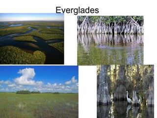 Everglades
 