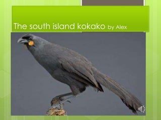 The south island kokako by Alex
 