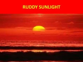 RUDDY SUNLIGHT
 