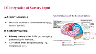 The Special Senses Organs in human body | PDF