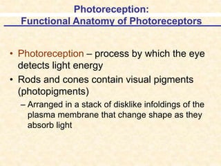Photoreception Adaptation The Special Senses.pptx