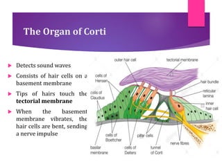 The Organ of Corti
 Detects sound waves
 Consists of hair cells on a
basement membrane
 Tips of hairs touch the
tectorial membrane
 When the basement
membrane vibrates, the
hair cells are bent, sending
a nerve impulse
 