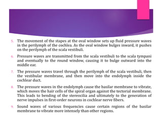 5. The movement of the stapes at the oval window sets up fluid pressure waves
in the perilymph of the cochlea. As the oval window bulges inward, it pushes
on the perilymph of the scala vestibuli.
6. Pressure waves are transmitted from the scala vestibuli to the scala tympani
and eventually to the round window, causing it to bulge outward into the
middle ear.
7. The pressure waves travel through the perilymph of the scala vestibuli, then
the vestibular membrane, and then move into the endolymph inside the
cochlear duct.
8. The pressure waves in the endolymph cause the basilar membrane to vibrate,
which moves the hair cells of the spiral organ against the tectorial membrane.
This leads to bending of the stereocilia and ultimately to the generation of
nerve impulses in first-order neurons in cochlear nerve fibers.
9. Sound waves of various frequencies cause certain regions of the basilar
membrane to vibrate more intensely than other regions.
 