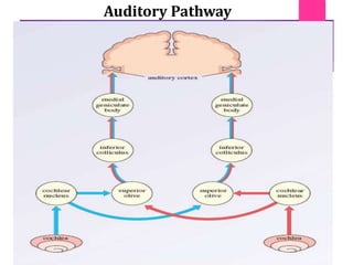Auditory Pathway
 