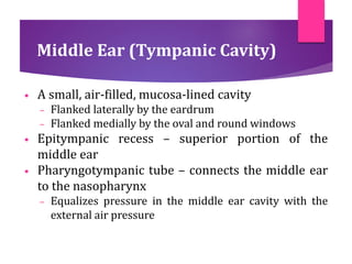 Middle Ear (Tympanic Cavity)
• A small, air-filled, mucosa-lined cavity
– Flanked laterally by the eardrum
– Flanked medially by the oval and round windows
• Epitympanic recess – superior portion of the
middle ear
• Pharyngotympanic tube – connects the middle ear
to the nasopharynx
– Equalizes pressure in the middle ear cavity with the
external air pressure
 