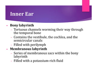 Inner Ear
• Bony labyrinth
– Tortuous channels worming their way through
the temporal bone
– Contains the vestibule, the cochlea, and the
semicircular canals
– Filled with perilymph
• Membranous labyrinth
– Series of membranous sacs within the bony
labyrinth
– Filled with a potassium-rich fluid
 