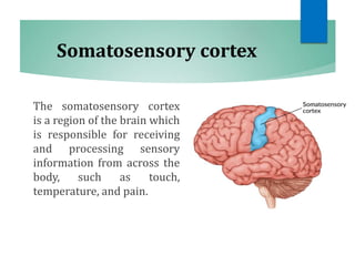 Somatosensory cortex
The somatosensory cortex
is a region of the brain which
is responsible for receiving
and processing sensory
information from across the
body, such as touch,
temperature, and pain.
 
