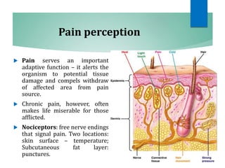 Pain perception
 Pain serves an important
adaptive function – it alerts the
organism to potential tissue
damage and compels withdraw
of affected area from pain
source.
 Chronic pain, however, often
makes life miserable for those
afflicted.
 Nociceptors: free nerve endings
that signal pain. Two locations:
skin surface – temperature;
Subcutaneous fat layer:
punctures.
 