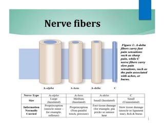 Nerve fibers
 