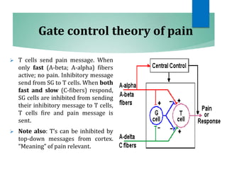 Gate control theory of pain
 T cells send pain message. When
only fast (A-beta; A-alpha) fibers
active; no pain. Inhibitory message
send from SG to T cells. When both
fast and slow (C-fibers) respond,
SG cells are inhibited from sending
their inhibitory message to T cells,
T cells fire and pain message is
sent.
 Note also: T’s can be inhibited by
top-down messages from cortex.
“Meaning” of pain relevant.
 