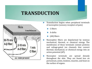 TRANSDUCTION
 Transduction begins when peripheral terminals
of nociceptive (sensory receptors of pain)
 C fibers
 A-delta
 (Aδ) fibers
 Nociceptive fibers are depolarized by noxious
mechanical, thermal, or chemical energy. The
membranes of these terminals contain proteins
and voltage-gated ion channels that convert
thermal, mechanical, or chemical energy into an
action potential (AP).
 Nociceptor terminals are spread densely
throughout the skin. They are found less on
periosteum, joints, tendons, muscles, and least on
the surface of organs.
 