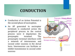 CONDUCTION
 Conduction of an Action Potential is
the second phase of nociception.
 An AP generated in nociceptor
terminals is conducted across the
peripheral process to the central
process were it depolarizes the
presynaptic terminal. The
presynaptic terminal interfaces with
a network of interneurons and
second order neurons in the dorsal
horn. Interneurons can facilitate or
inhibit transmission to second order
neurons
 