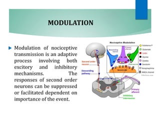 MODULATION
 Modulation of nociceptive
transmission is an adaptive
process involving both
excitory and inhibitory
mechanisms. The
responses of second order
neurons can be suppressed
or facilitated dependent on
importance of the event.
 
