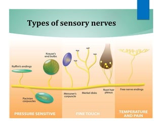 Types of sensory nerves
 