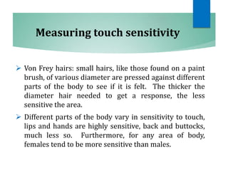 Measuring touch sensitivity
 Von Frey hairs: small hairs, like those found on a paint
brush, of various diameter are pressed against different
parts of the body to see if it is felt. The thicker the
diameter hair needed to get a response, the less
sensitive the area.
 Different parts of the body vary in sensitivity to touch,
lips and hands are highly sensitive, back and buttocks,
much less so. Furthermore, for any area of body,
females tend to be more sensitive than males.
 