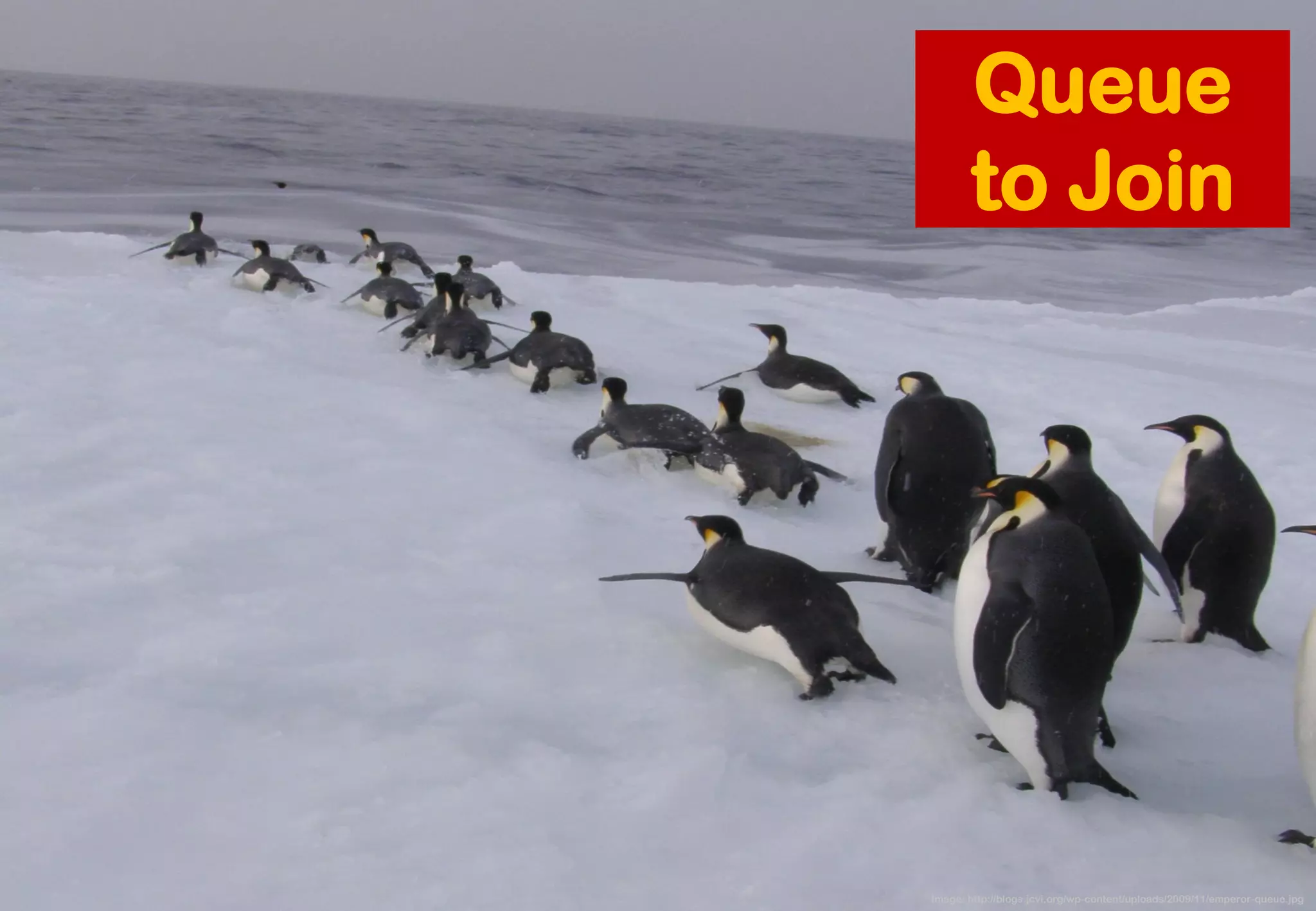 Image: http://blogs.jcvi.org/wp-content/uploads/2009/11/emperor-queue.jpg 
Queue to Join  